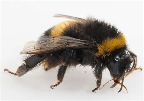 Bumblebee free. Things To Know About Bumblebee free. 